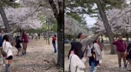 Tangkapan Layar Wisatawan Indonesia Merusak Bunga Sakura di Jepang. (Ist)